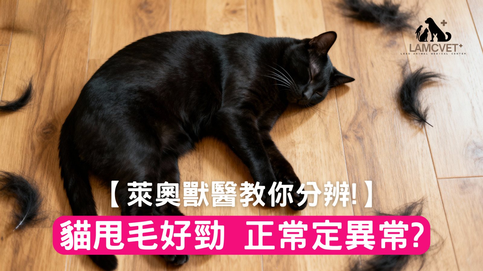 貓咪脫毛正常與異常對照圖 - 萊奧動物醫療中心